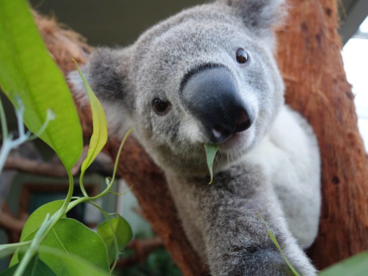 bebé koala