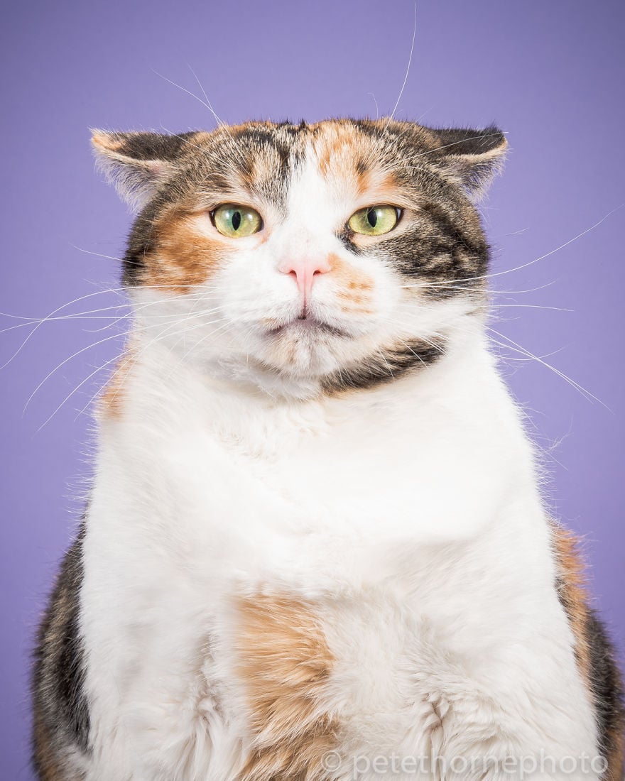 fat cat powerphotos download fat cat powerphotos download