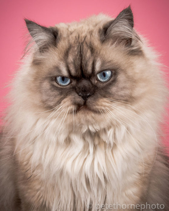 Gatos gordos - gato con cara de enojado en fondo rosa