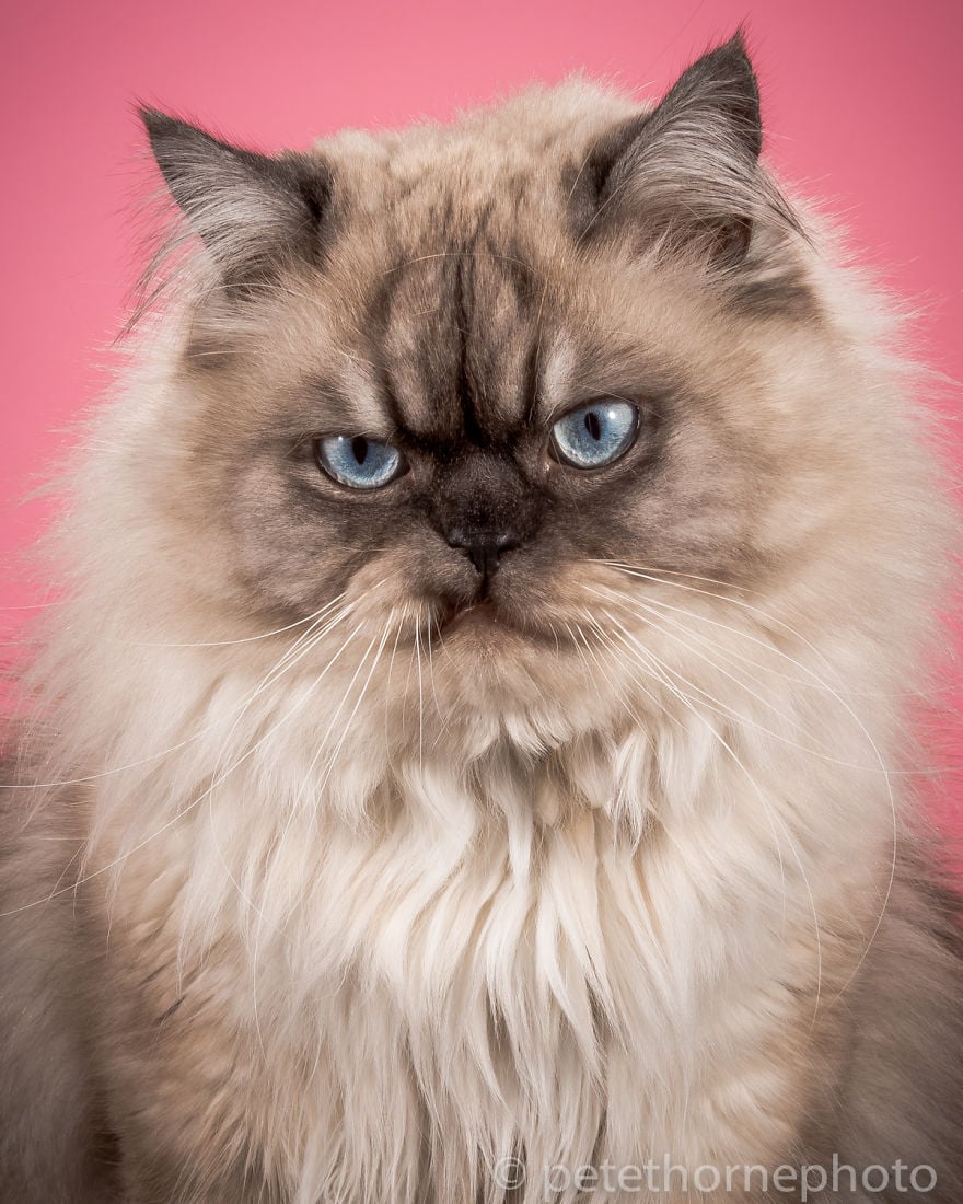 fat cat powerphotos download fat cat powerphotos download