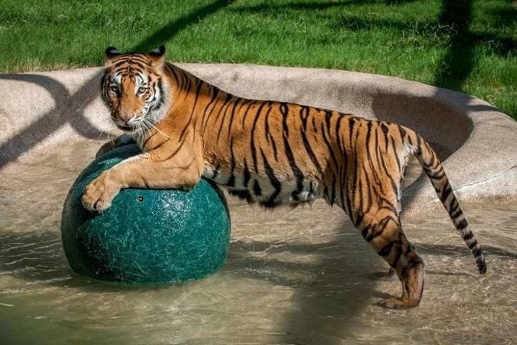 Tigre Aasha recuperada