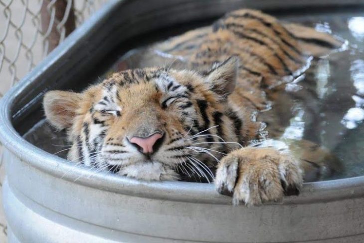 Tigre Aasha baños medicados