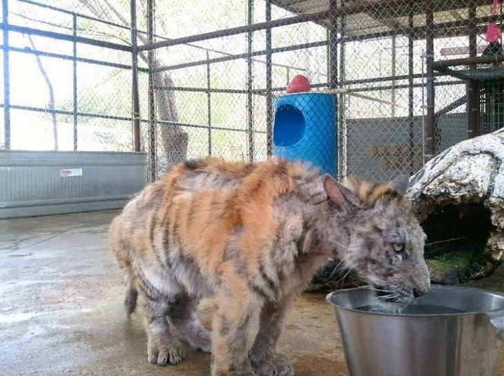 Tigre Aasha rescatada de circo ambulante