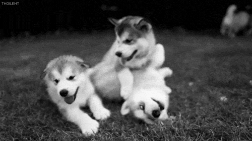 perritos huskies jugando como hermanos