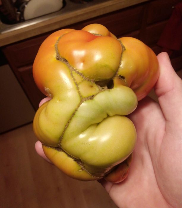 tomate deforme