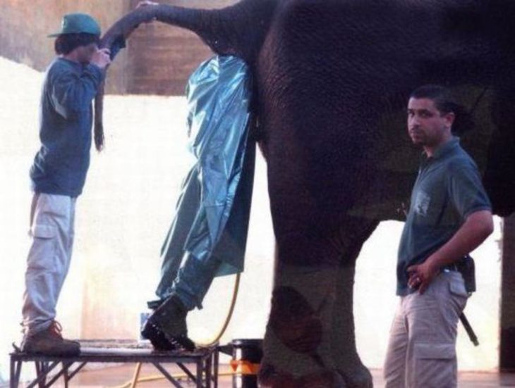 hombre en ano de elefante