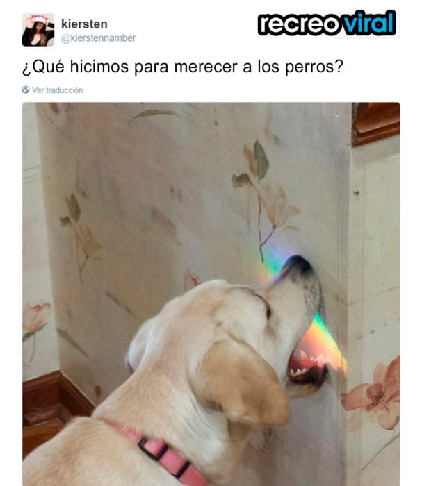 perro mordiendo la pared