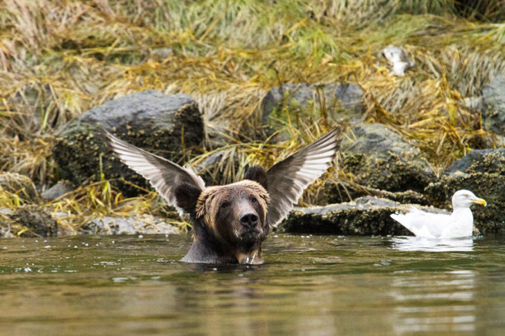 oso con pájaro en la cabeza