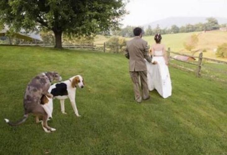 perros montados al lado de pareja de novios