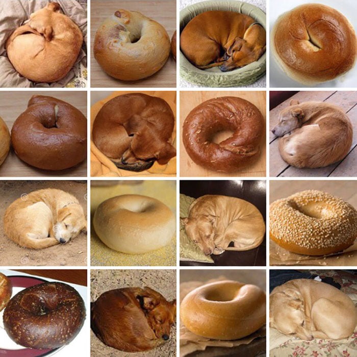 mosaico de cachorro y bagel 