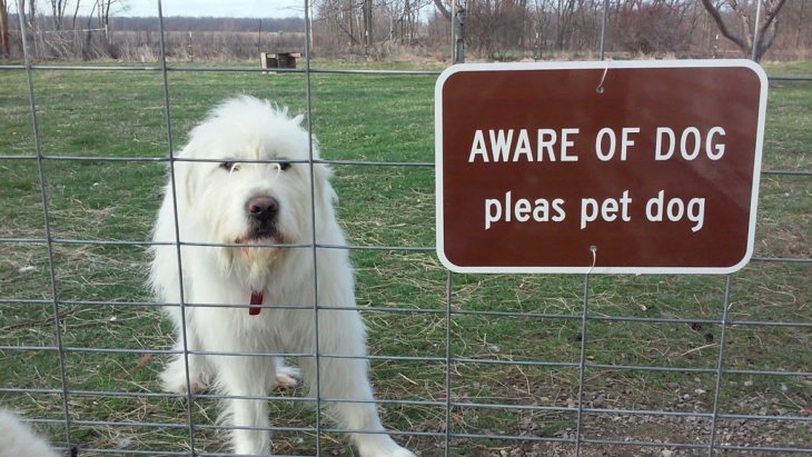 perro detrás de una reja