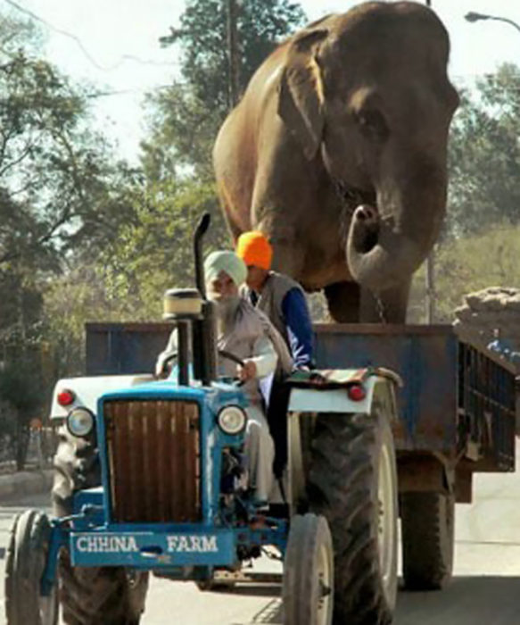 hombres transportando a elefante en un vehículo