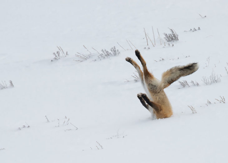 zorro enterado en la nieve 