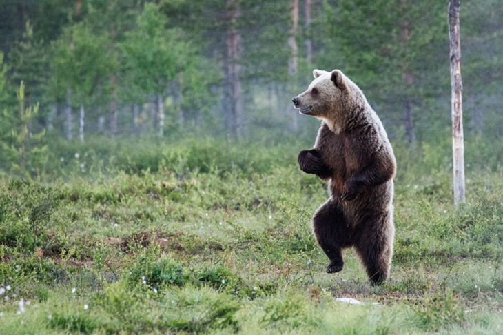 oso parado en dos patas