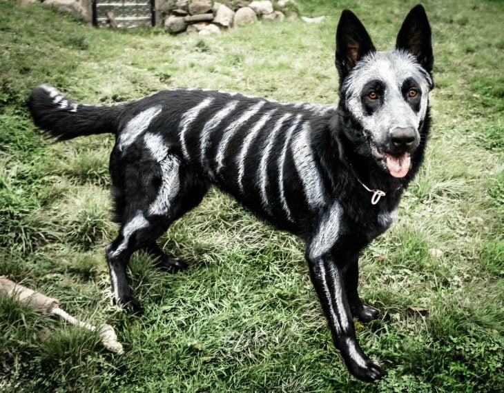 perro disfrazado como calabera