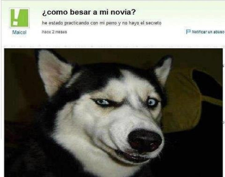 imagen de un perro en pregunta de yahoo respuestas