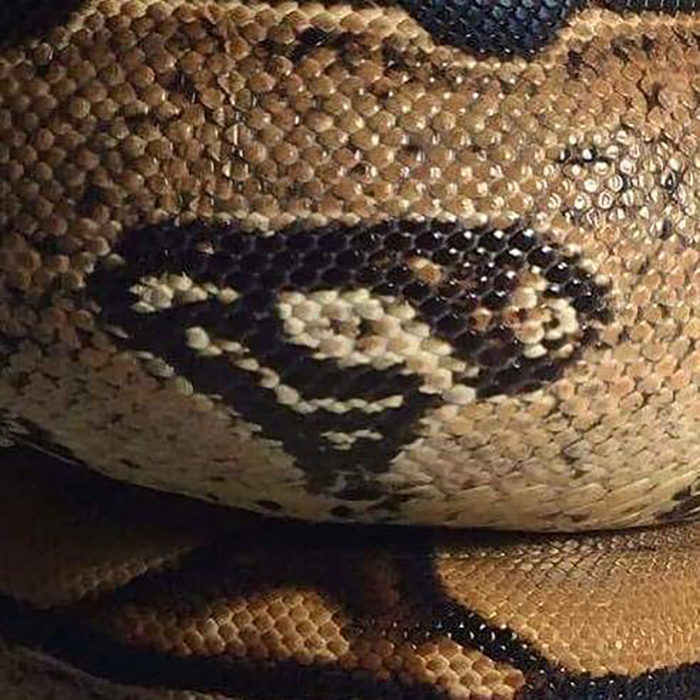 serpiente con mancha que parece logo de superman