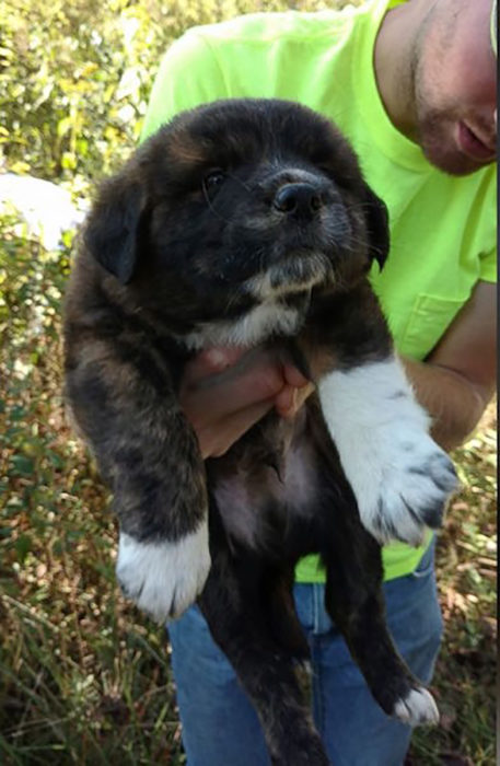 cachorro de san bernardo