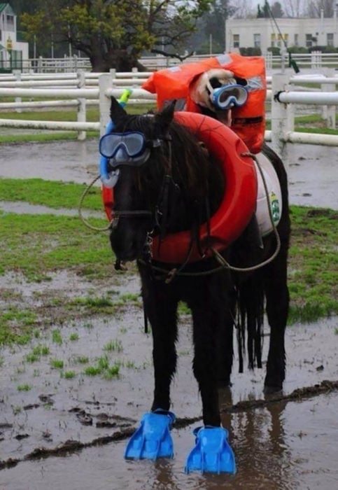 perro vestido de buzo arriba de un caballo