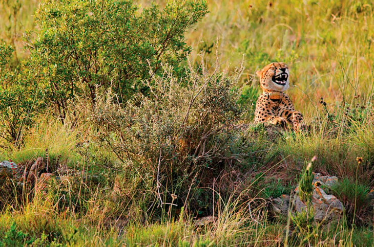 cheetah sonriendo 