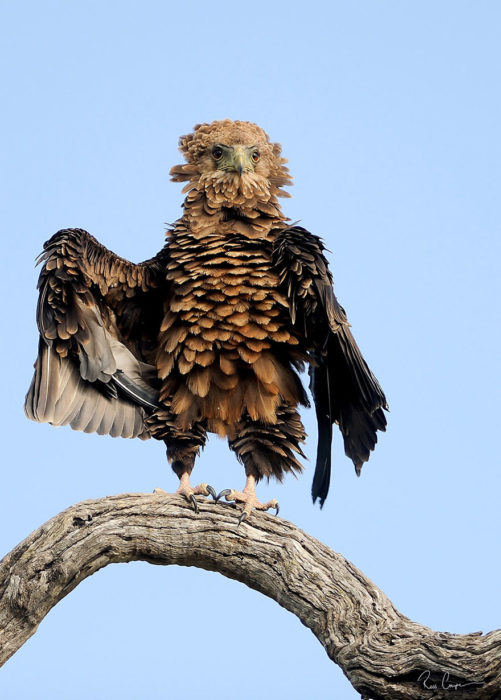 águila sobre una rama