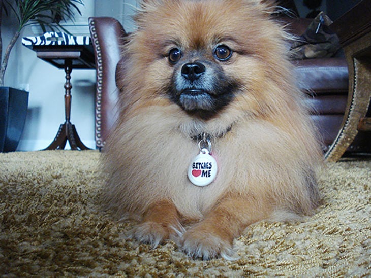 perro pequeño con collar 