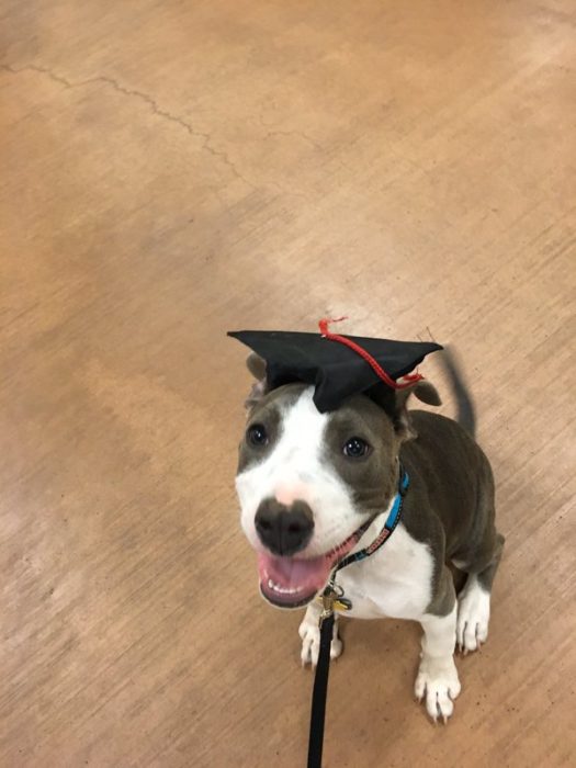 perro con sombrero de graduado