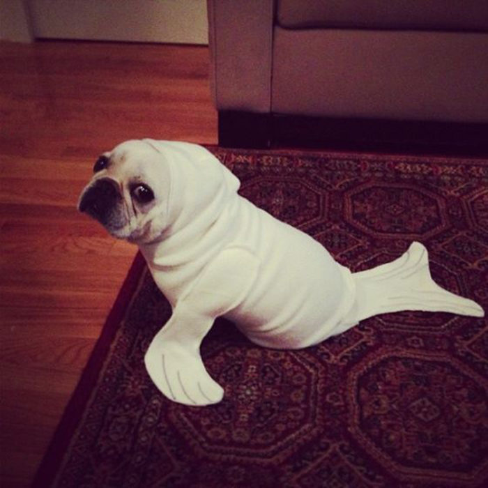 pug disfrazado de foca