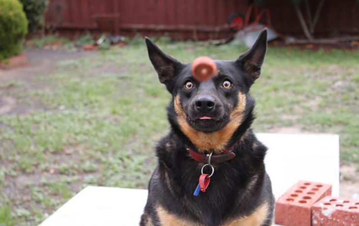 perro asustado porque va hacia él una pelota