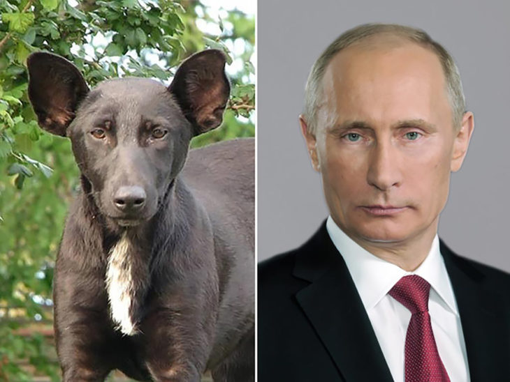 perro que se parece a vladimir putin 