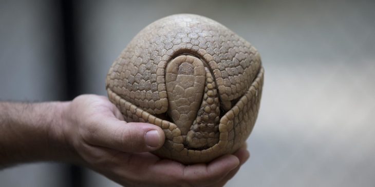 armadillo enroscado