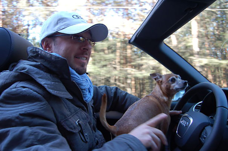 perro chihuahua al volante 