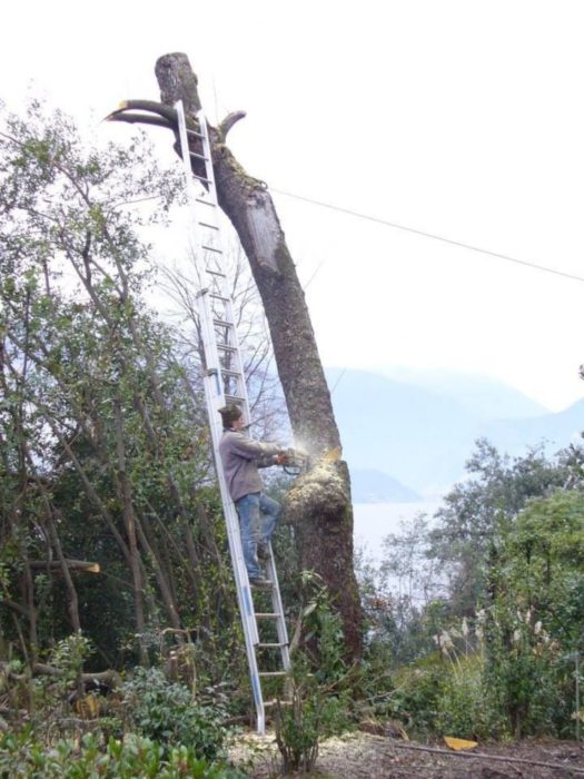 señor en escalera cortando un árbol que es el soporte de su escalera