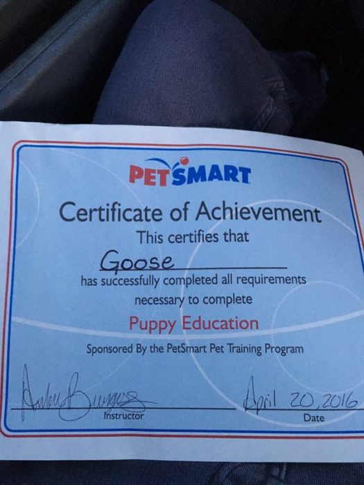 certificado de conducta perro