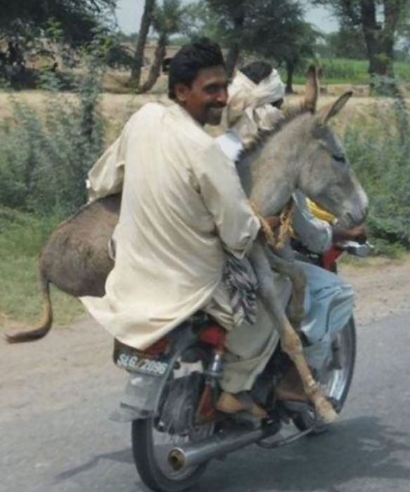 señor llevando su burro en una motocicleta