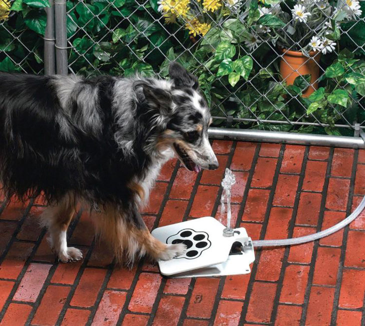 Fuente de pedal para mascota