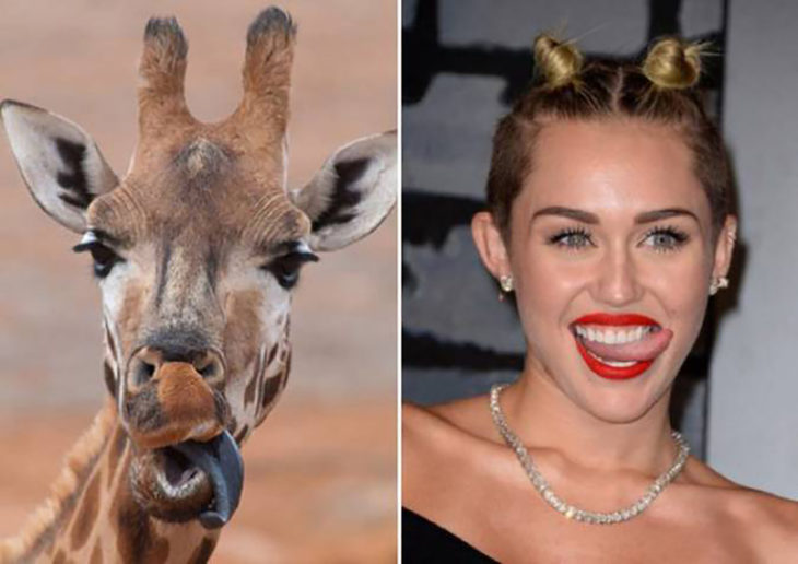 jirafa y miley cirus