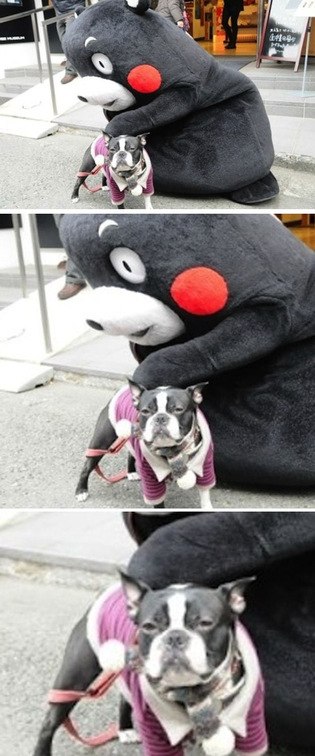 perrito con una botarga rara