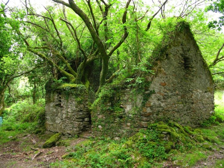 Casa abandonada en el bosque