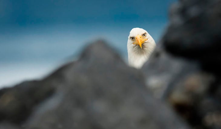 águila 