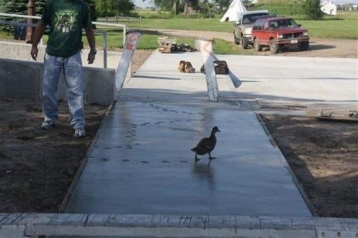 pato pisando cemento fresco