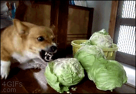 perro mordiendo una lechuga 