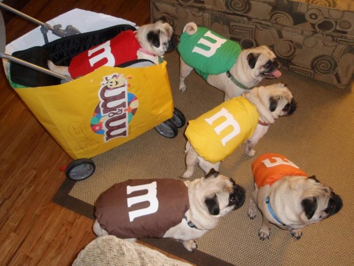 perritos vestidos de m&m's