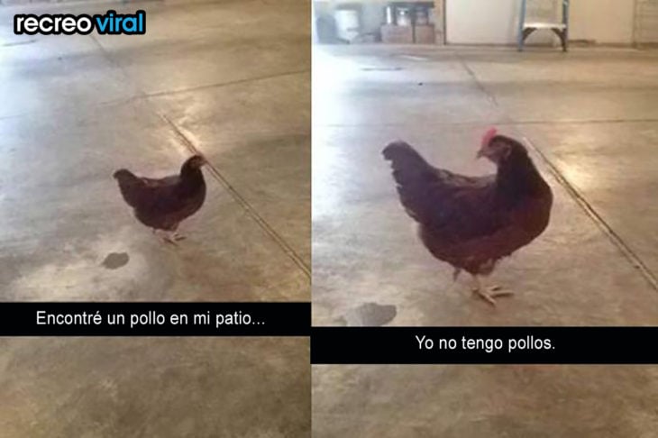 gallina 