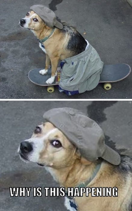 perro sobre una patineta