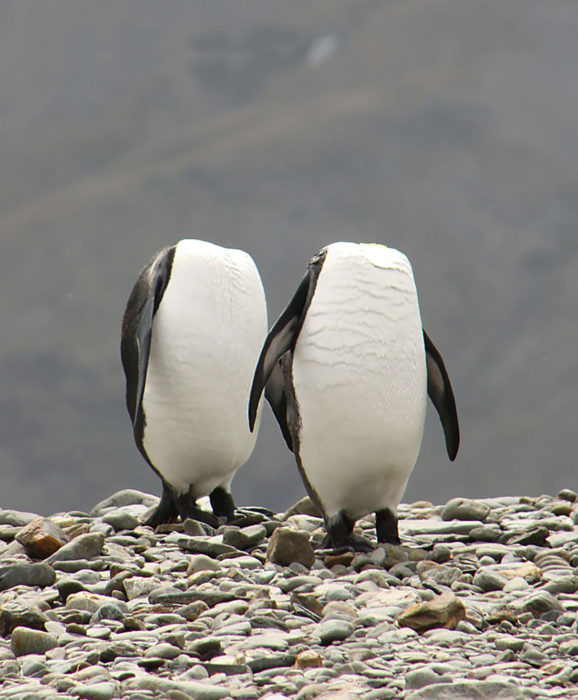 pingüinos cabeza oculta