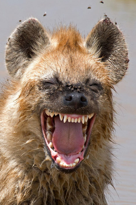 hiena sonriendo