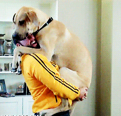 perro grande abrazando a su dueño