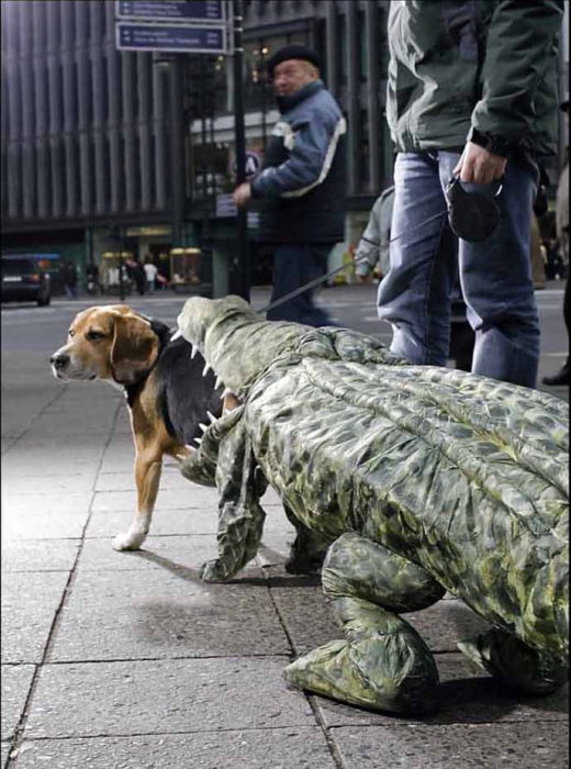 perro disfrazado de ataque de cocodrilo