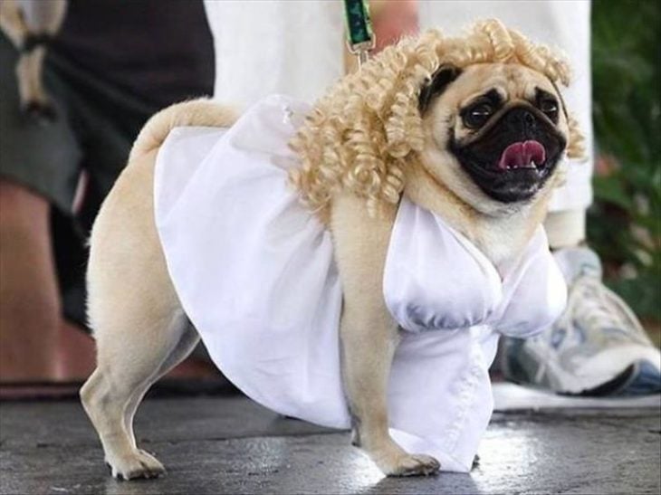 perro disfrazado de marilyn monroe